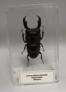 Dorcus Titanus Yasuokal (Stag Beetle)