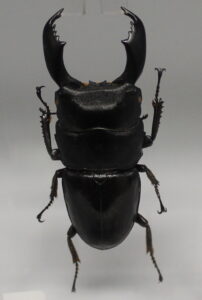 Dorcus Titanus Yasuokal (Stag Beetle)