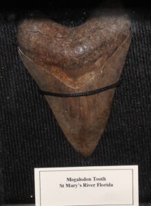 Megalodon Tooth