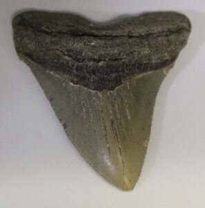 Fossil Shark Tooth - Megalodon