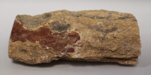 Fossilized wood