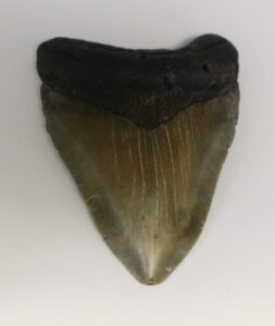 Megalodon Tooth