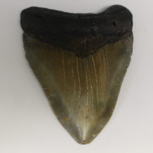 Megalodon Tooth