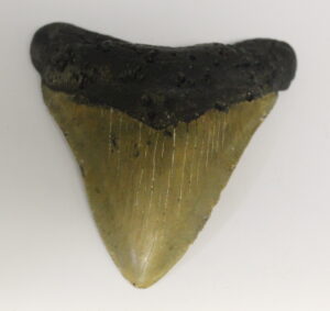 Megalodon Tooth