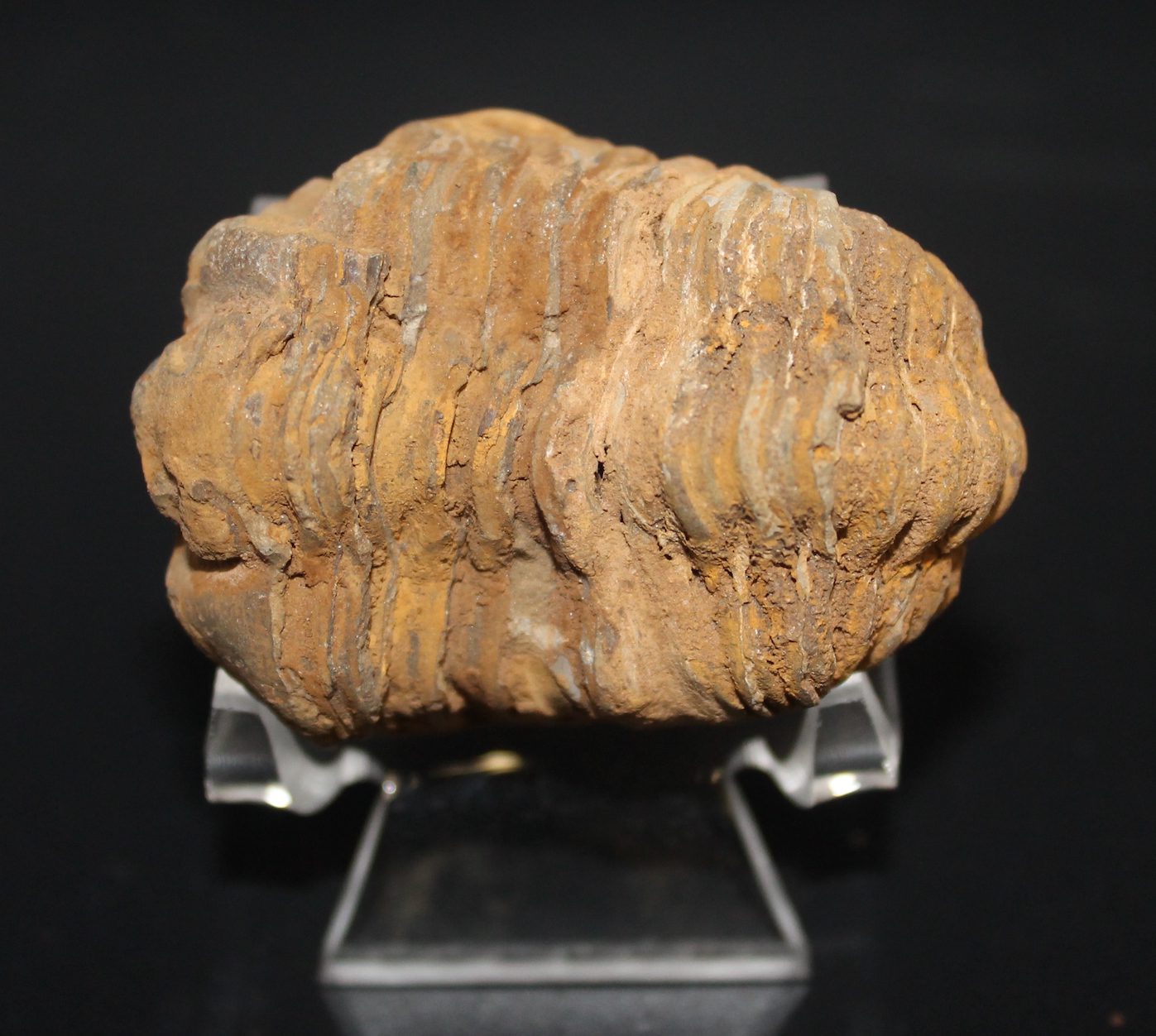 Fossil Flexicalymene Trilobite