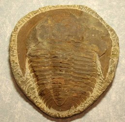 Trilobite Paradoxides