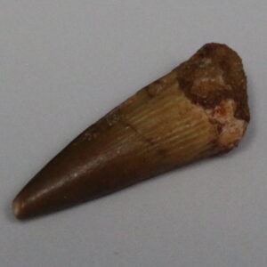 Dinosaur Tooth Spinosaurus Aegyptiacus