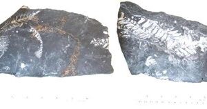 Fossil Pecopteris leaves