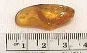 Dominican Republic Amber with Insect