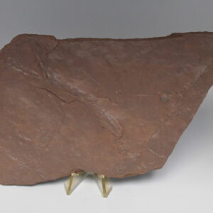 Dinosaur Batrachopus Foot Prints