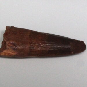 Spinosaurus dinosaur Tooth