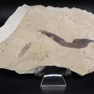 Fossil leaves - Colorado