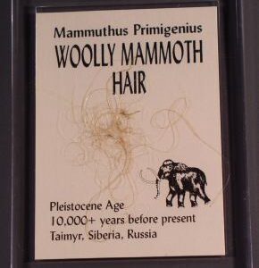 Woolly Mammoth Hair