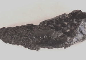 Indonesian Tektite