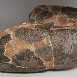 Partial Dinosaur Egg Nest