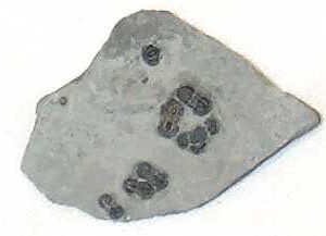 Fossil Trilobite, Agnostid