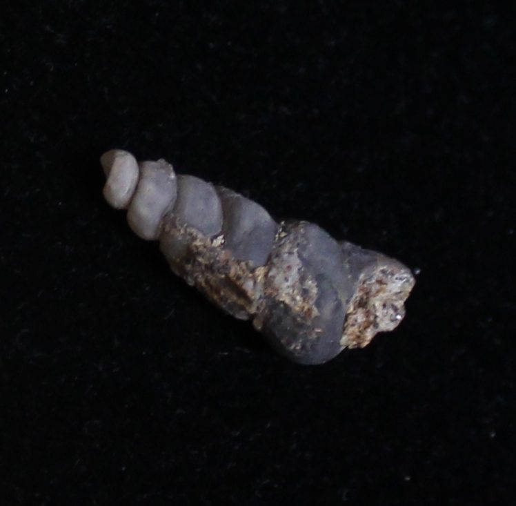 Fossil Turritella
