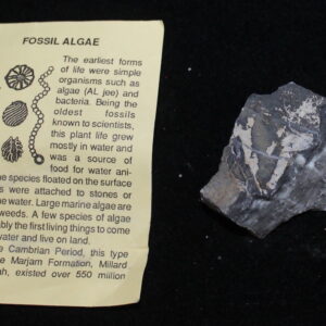 Fossil Algae