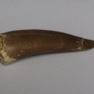 Plesiosaur tooth