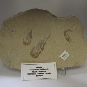 Shrimp - Carpopenaeus Callirostris