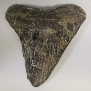 Shark Tooth