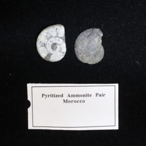 Pyritized Ammonite pair