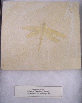 Fossil Dragonfly - Solnhofen Limestone, Germany