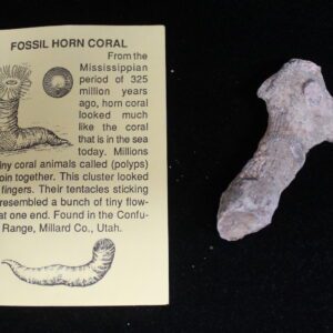 Fossil Horn Coral
