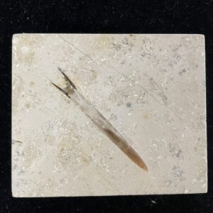 Fossil Belemnite