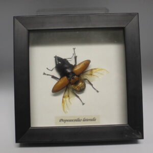 Framed Beetle