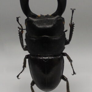 Dorcus Titanus Yasuokal