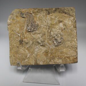 Isorthoceras Sociale