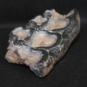 Mastodon Molar