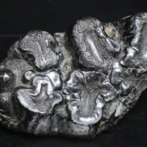 Gomphotherium (Early Elephant) Molar from Florida
