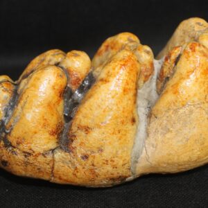 Gomphotherium Molar (Early Elephant)