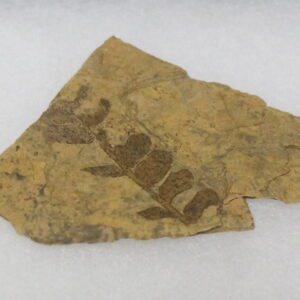 Fossil Leaves (Neuropteris Ovata) from the Pennsylvanian period