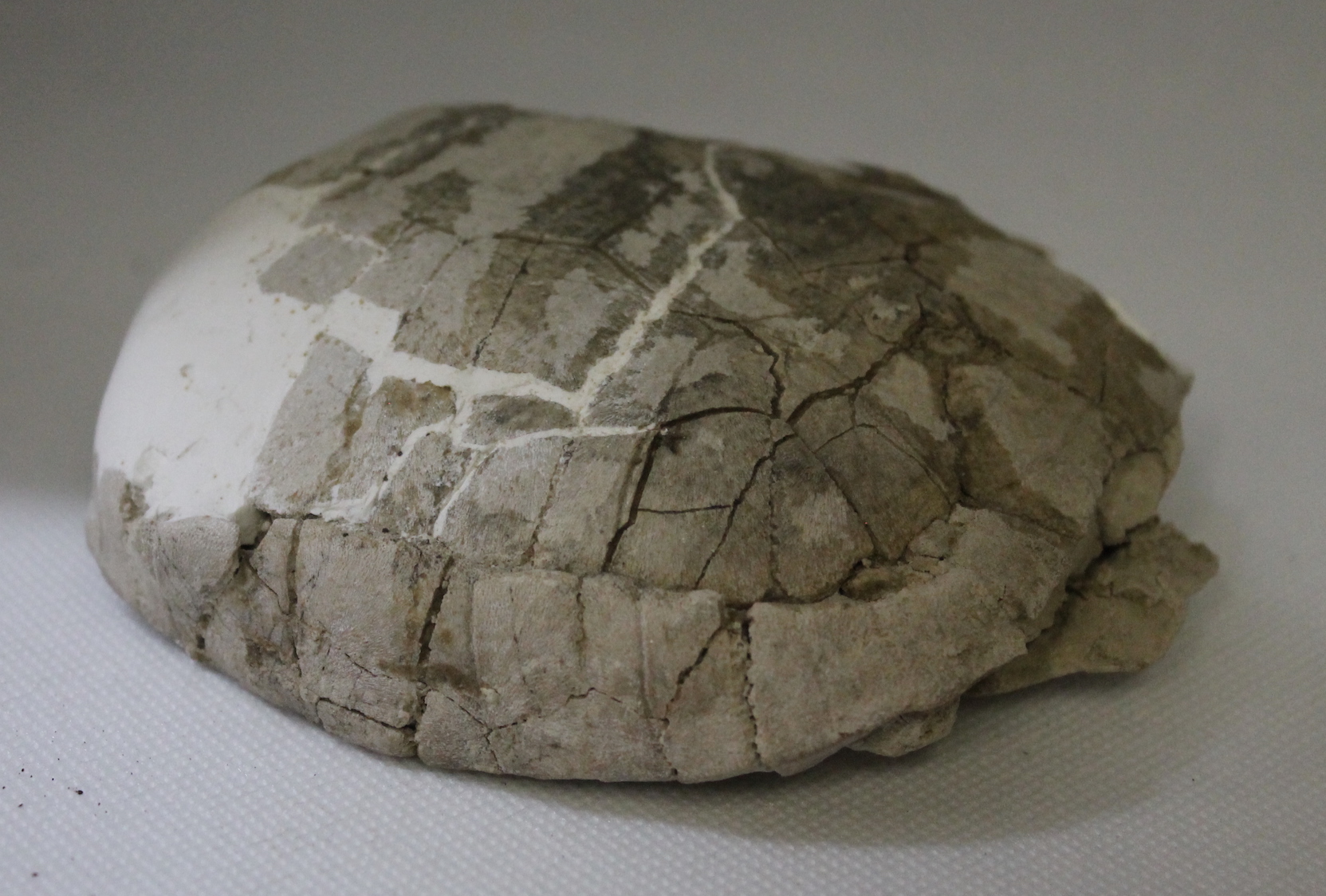 Fossil Tortoise