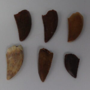 African T-Rex Dinosaur Tooth