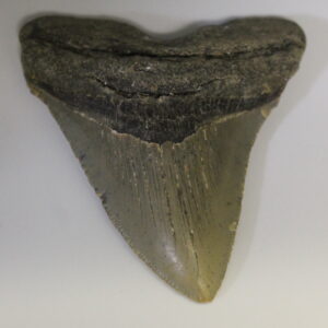 Fossil Megalodon Shark Tooth