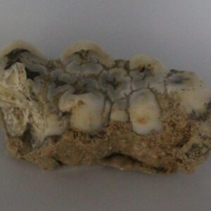 Fossil Pig Tooth