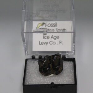 Fossil Manatee Tooth