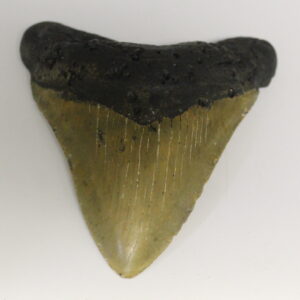 Megalodon Tooth