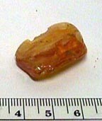 Baltic amber with insect