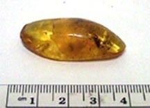 Baltic amber with insect - amber5