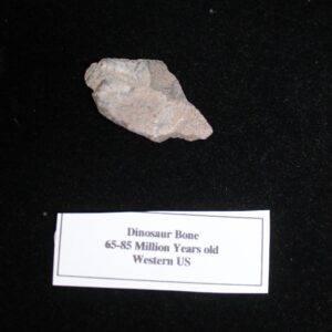 Dinosaur Bone