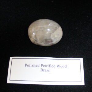Petrified wood from Brazil