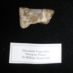 Dinosaur Coprolite