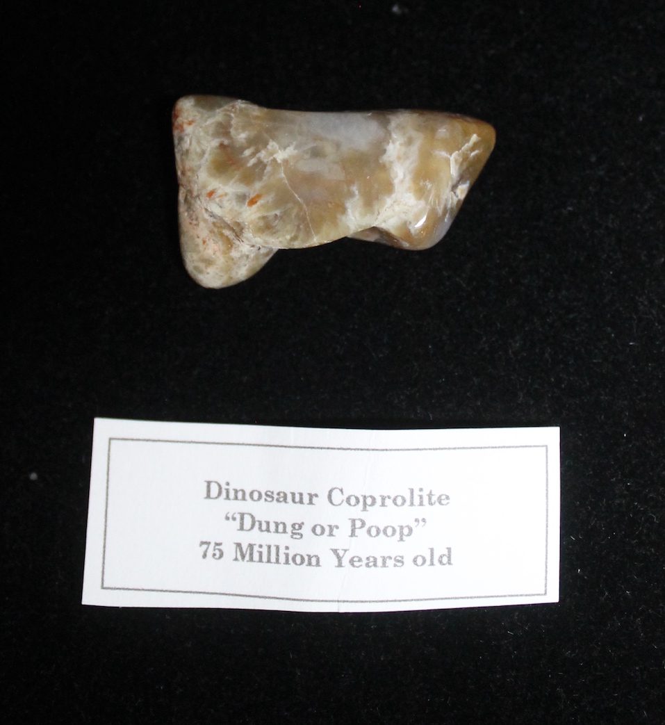Dinosaur Coprolite