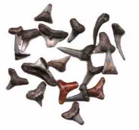 Bag of Fossil Shark Teeth - J02549