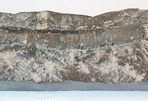 Ammonite Trilacinoceras Hunanense